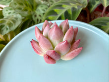 Load image into Gallery viewer, Echeveria spp. (Rouge)