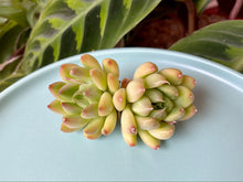 Load image into Gallery viewer, Echeveria spp. (Milkshake)