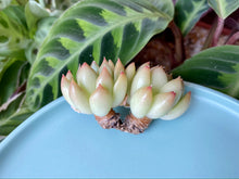 Load image into Gallery viewer, Echeveria spp. (Milkshake) flower