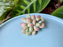 Load image into Gallery viewer, xGraptosedum