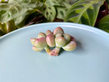 Load image into Gallery viewer, xGraptosedum flower