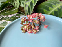 Load image into Gallery viewer, Aeonium sedifolius variegata