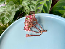 Load image into Gallery viewer, Aeonium sedifolius variegata flower