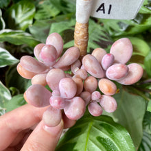 Load image into Gallery viewer, amethystinum flower image