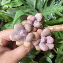 Load image into Gallery viewer, amethystinum