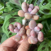 Load image into Gallery viewer, amethystinum image