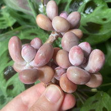 Load image into Gallery viewer, Graptopetalum amethystinum | 桃蛋