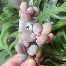 Load image into Gallery viewer, Pachyphytum spp. flower