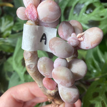 Load image into Gallery viewer, Pachyphytum spp. best flower