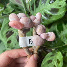 Load image into Gallery viewer, Pachyphytum