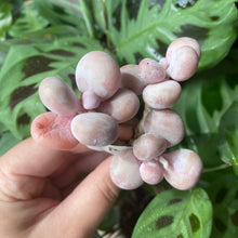 Load image into Gallery viewer, Pachyphytum spp. attractive flower