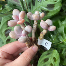 Load image into Gallery viewer, Pachyphytum spp.