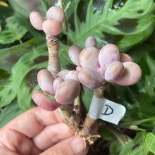 Load image into Gallery viewer, Pachyphytum spp.