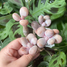Load image into Gallery viewer, Pachyphytum spp.