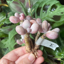 Load image into Gallery viewer, Pachyphytum spp.