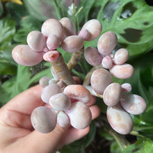 Load image into Gallery viewer, Pachyphytum spp.