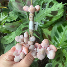 Load image into Gallery viewer, Pachyphytum spp.