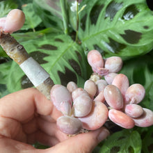 Load image into Gallery viewer, Pachyphytum spp.