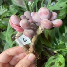 Load image into Gallery viewer, Pachyphytum spp.