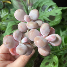 Load image into Gallery viewer, Pachyphytum spp.