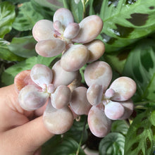 Load image into Gallery viewer, Moonstone