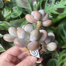 Load image into Gallery viewer, Moonstone