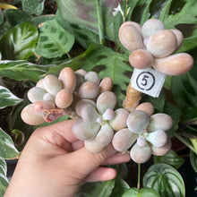 Load image into Gallery viewer, Moonstone