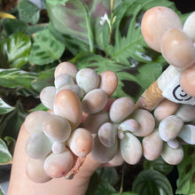 Load image into Gallery viewer, Moonstone