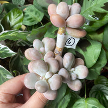 Load image into Gallery viewer, Moonstone