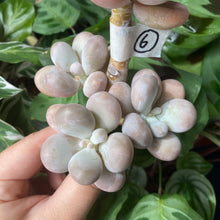 Load image into Gallery viewer, Moonstone