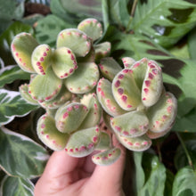 Load image into Gallery viewer, Cotyledon tomentosa f. variegata