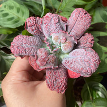 Load image into Gallery viewer, Linguas flower