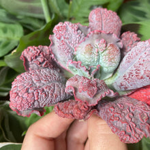 Load image into Gallery viewer, Linguas