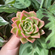 Load image into Gallery viewer, Echeveria x gilva 'Red' | 红玉杯东云