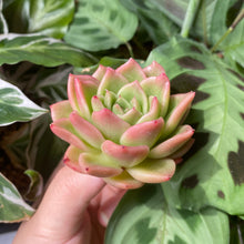 Load image into Gallery viewer, Echeveria x gilva 'Red' | 红玉杯东云