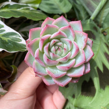 Load image into Gallery viewer, Pink Crystal Rose flower