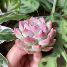 Load image into Gallery viewer, Pink Crystal Rose