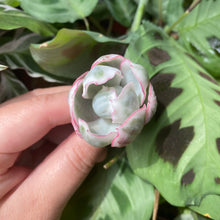 Load image into Gallery viewer, Echeveria Berkeley Light