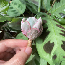 Load image into Gallery viewer, Echeveria Berkeley Light flower