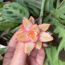 Load image into Gallery viewer, Echeveria Monocerotis variegata flower