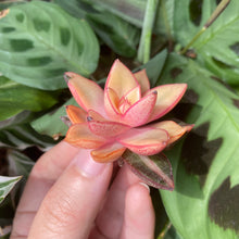 Load image into Gallery viewer, Echeveria Monocerotis variegata