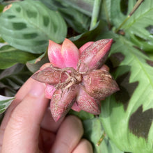 Load image into Gallery viewer, Monocerotis variegata