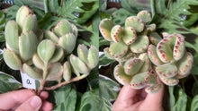 Load image into Gallery viewer, Cotyledon tomentosa f. variegata image
