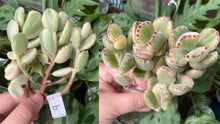 Load image into Gallery viewer, Cotyledon tomentosa f. variegata flower