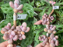 Load image into Gallery viewer, Graptopetalum amethystinum