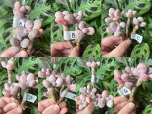 Load image into Gallery viewer, Pachyphytum spp.