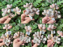 Load image into Gallery viewer, Moonstone