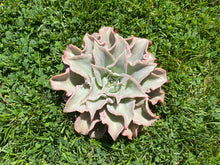 Load image into Gallery viewer, Echeveria Madiba (Big) | 饺子皮 (大)