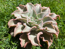 Load image into Gallery viewer, Echeveria Madiba (Big)