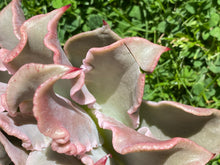 Load image into Gallery viewer, Echeveria Madiba (Big) flower